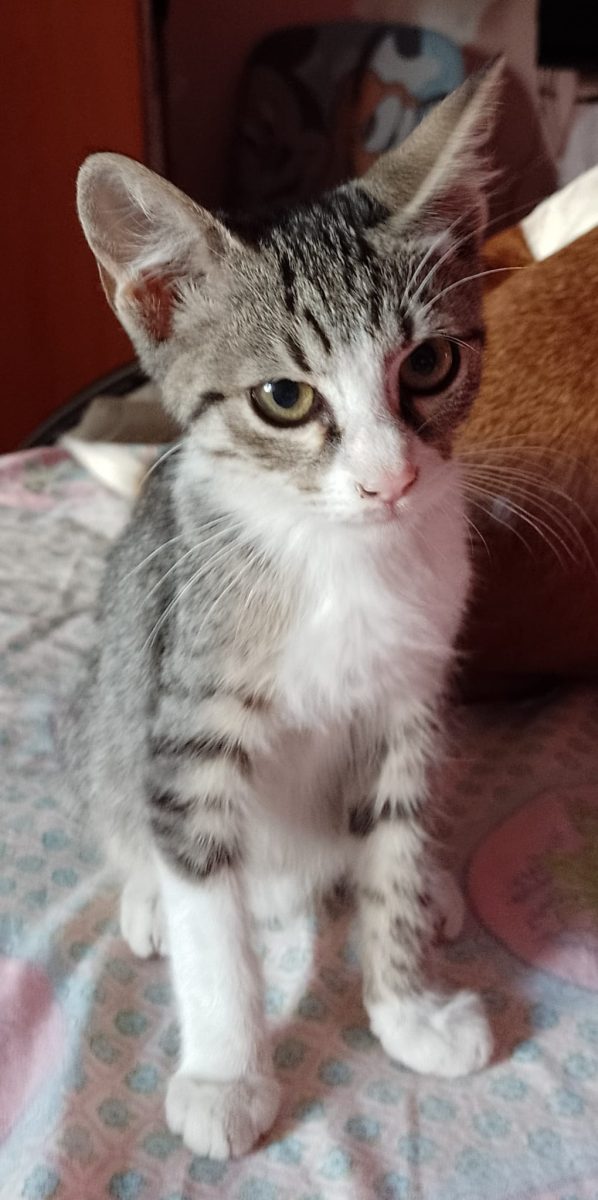Adoptie fetita iubitoare