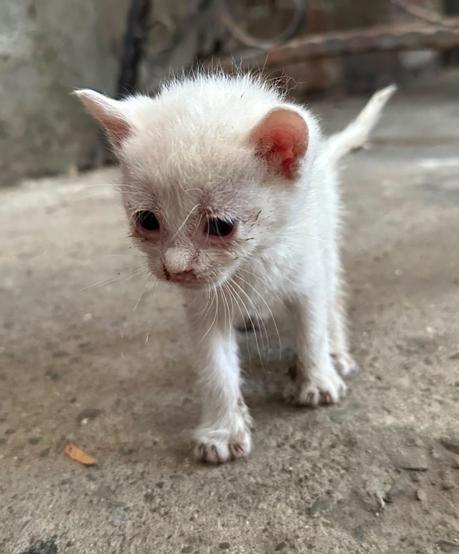 Adoptie pui de pisica Micsuneii