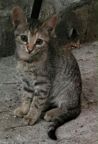Adoptie pui de pisica 3 luni