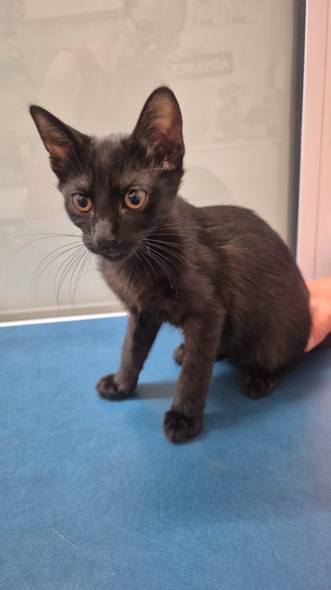 Adoptie pisicuta neagra