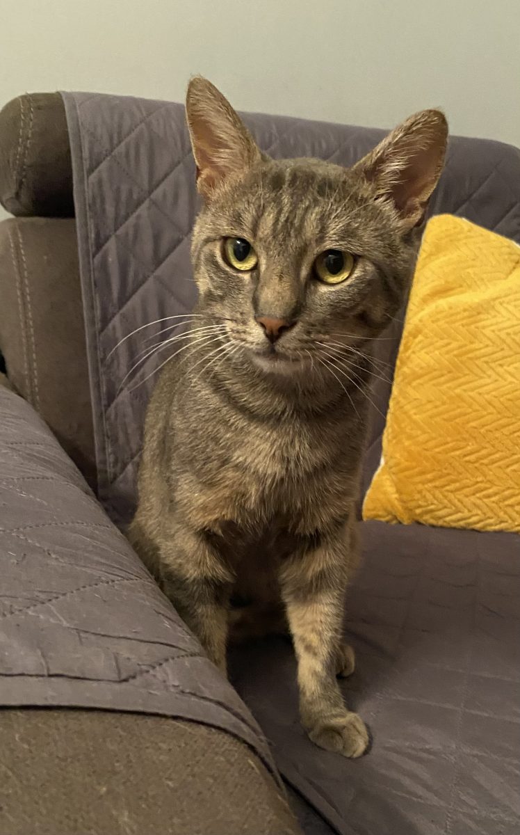 Cel mai bun motan caută familie!😻😻😻
