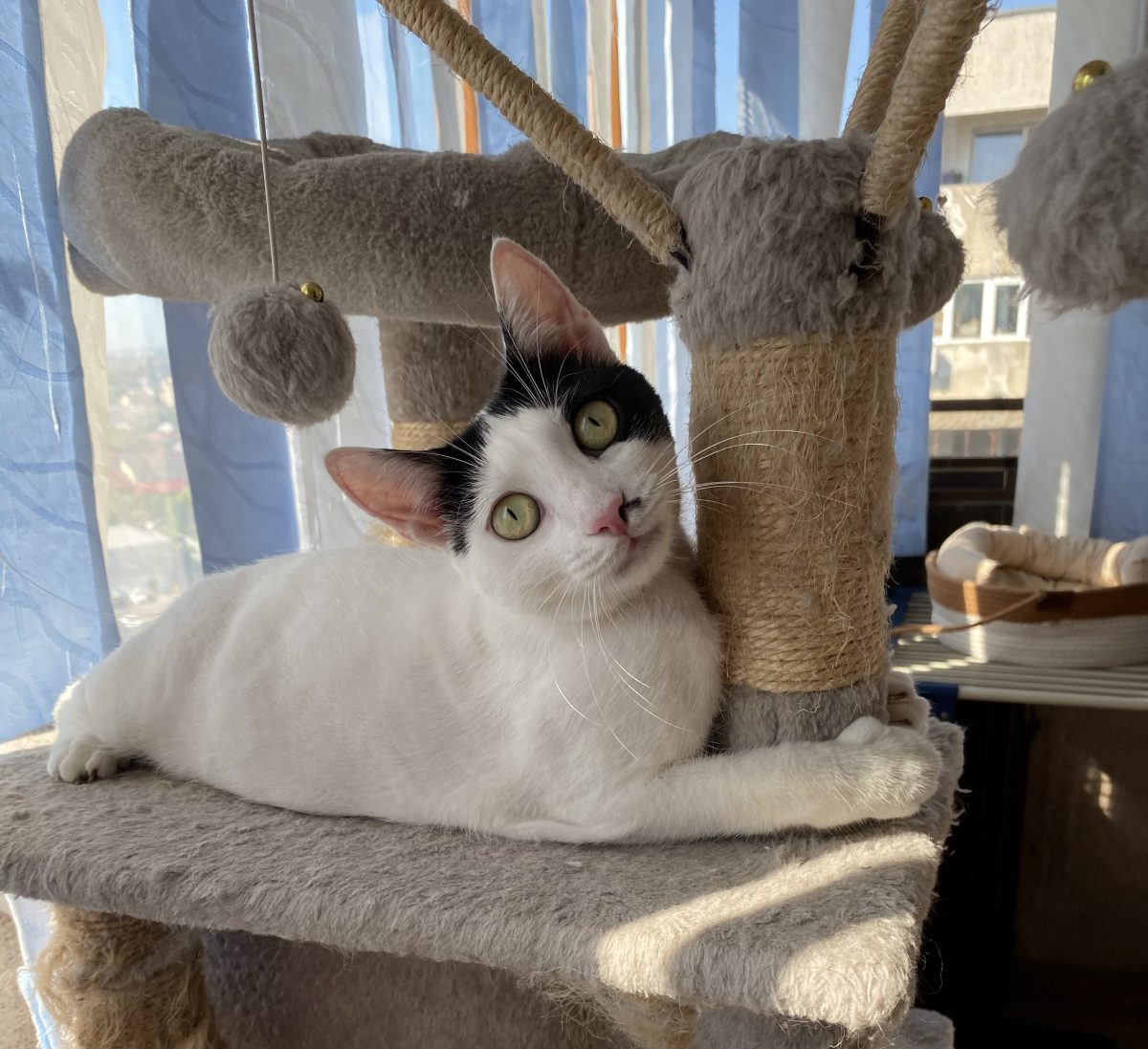 Cum sa nu iubești acesti ochi?Uite cum te priveste!😻😻😻