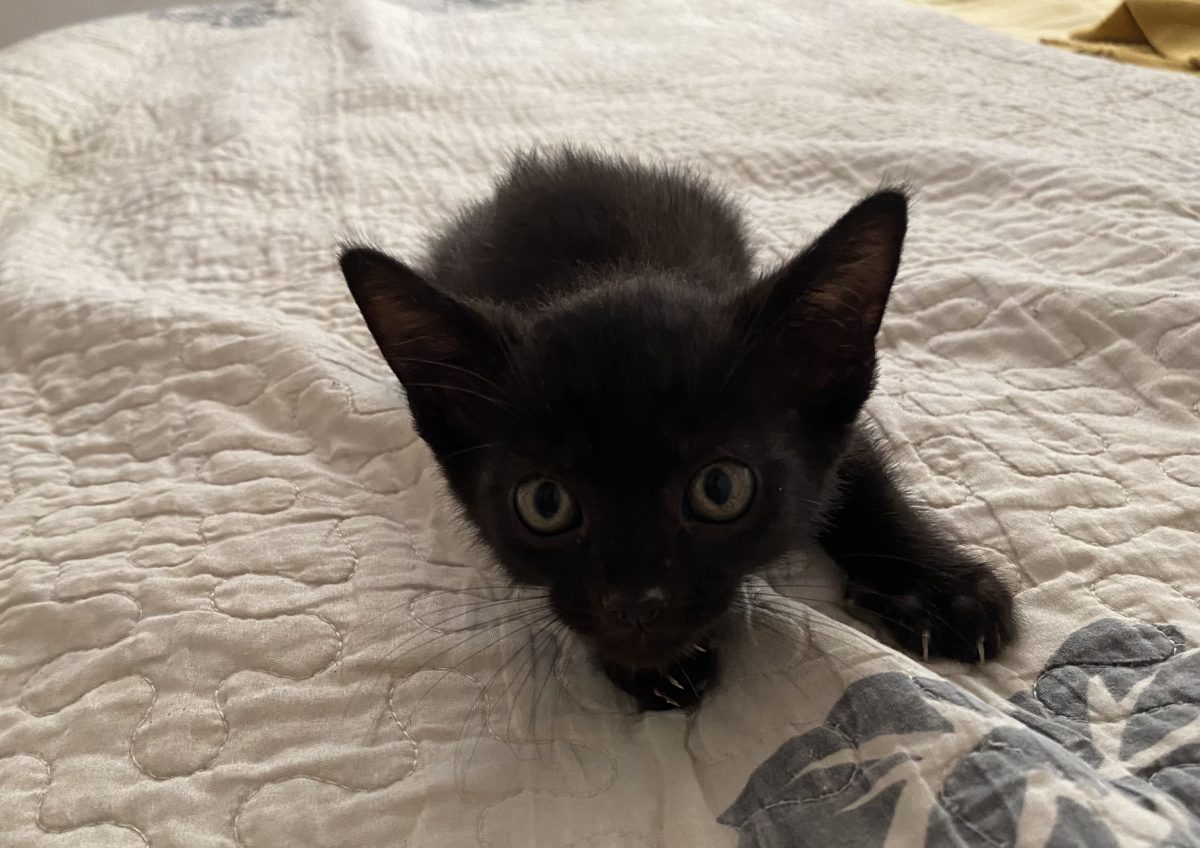 Panterute dragute pentru adopție!💗💗💗