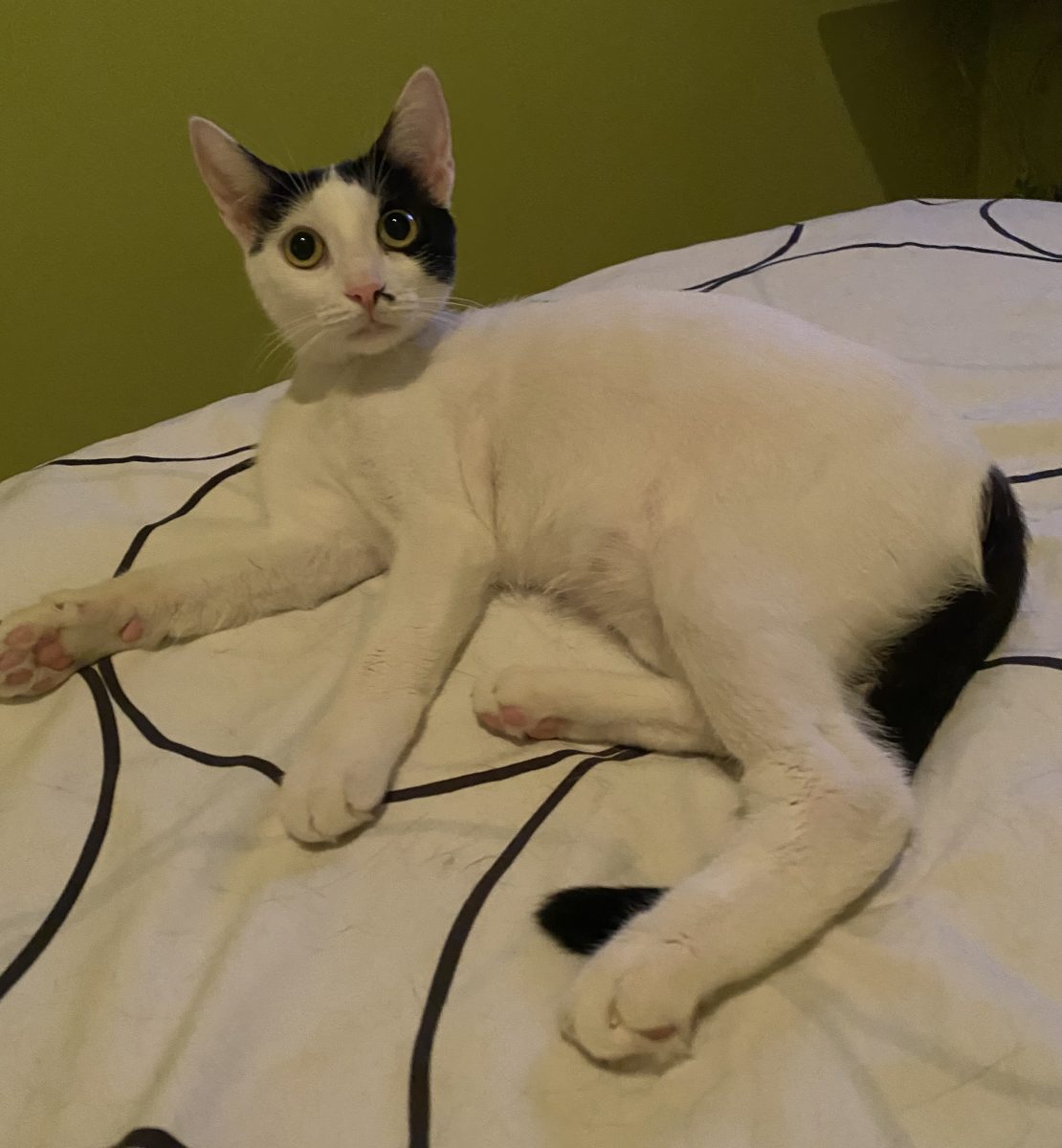 Frumoasa Kira își caută un ACASĂ!🏡 💖💖💖
