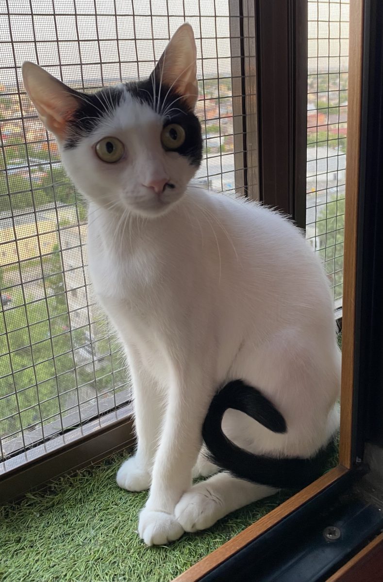 Pisica liniștită și iubitoare are nevoie de adopție!💗💗💗