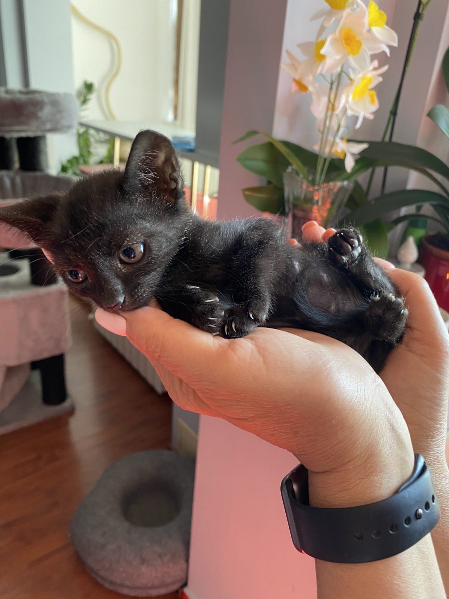 Cei mai dragalasi pisicuti negri isi cauta familii!😻😻😻