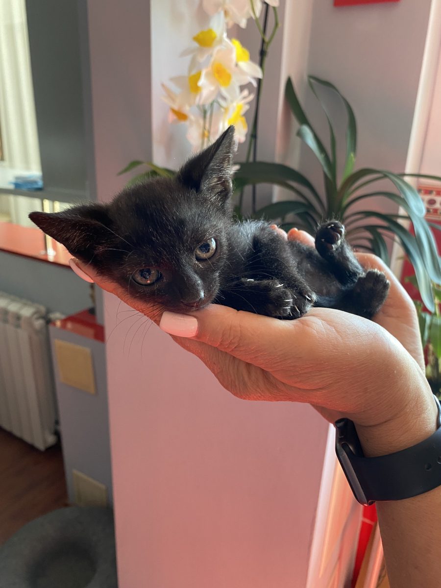 Trei puiuti negri își caută familii minunate!♥️♥️♥️