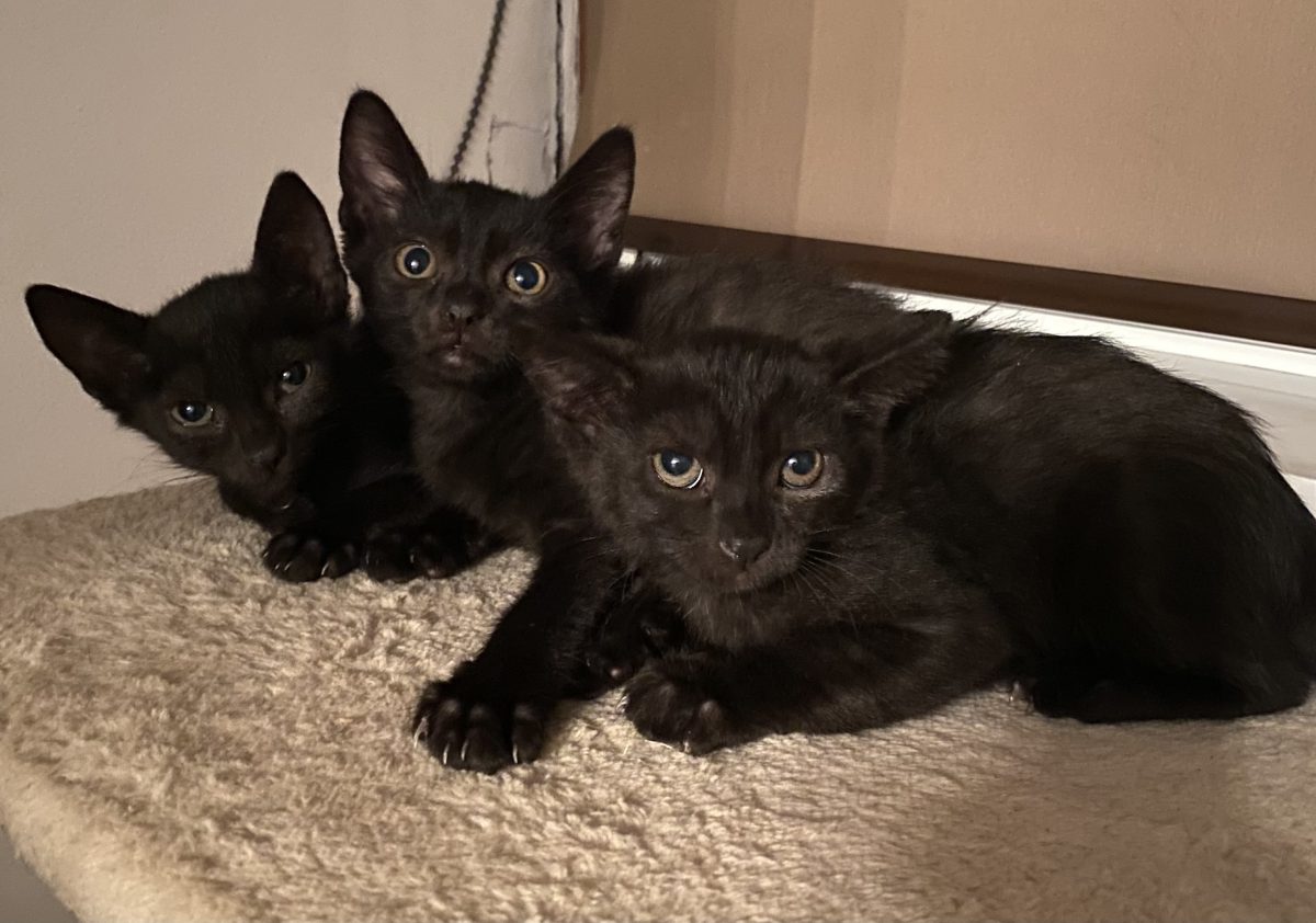 Trei negri mititei își caută familii iubitoare!😻😻😻