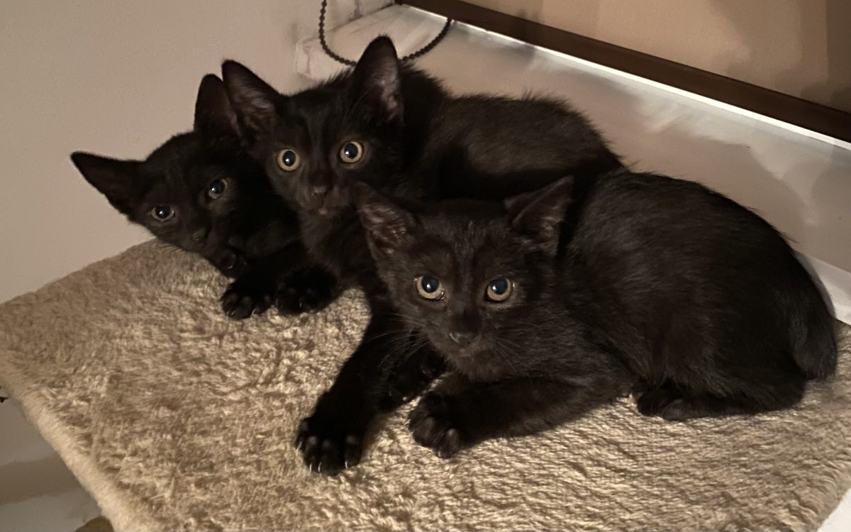Trei negri mititei caută familii!😽😽😽
