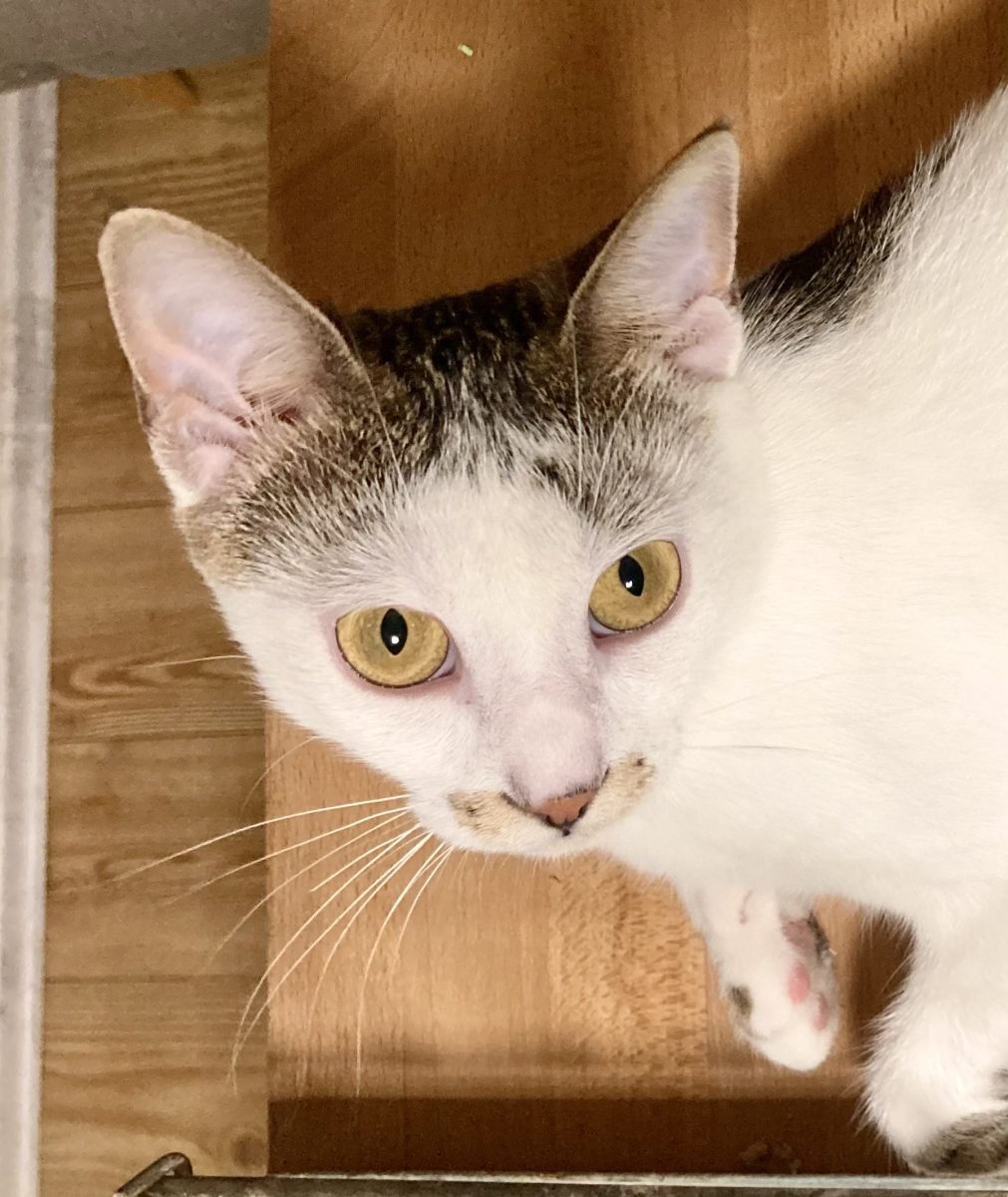 Plushica pentru adoptie