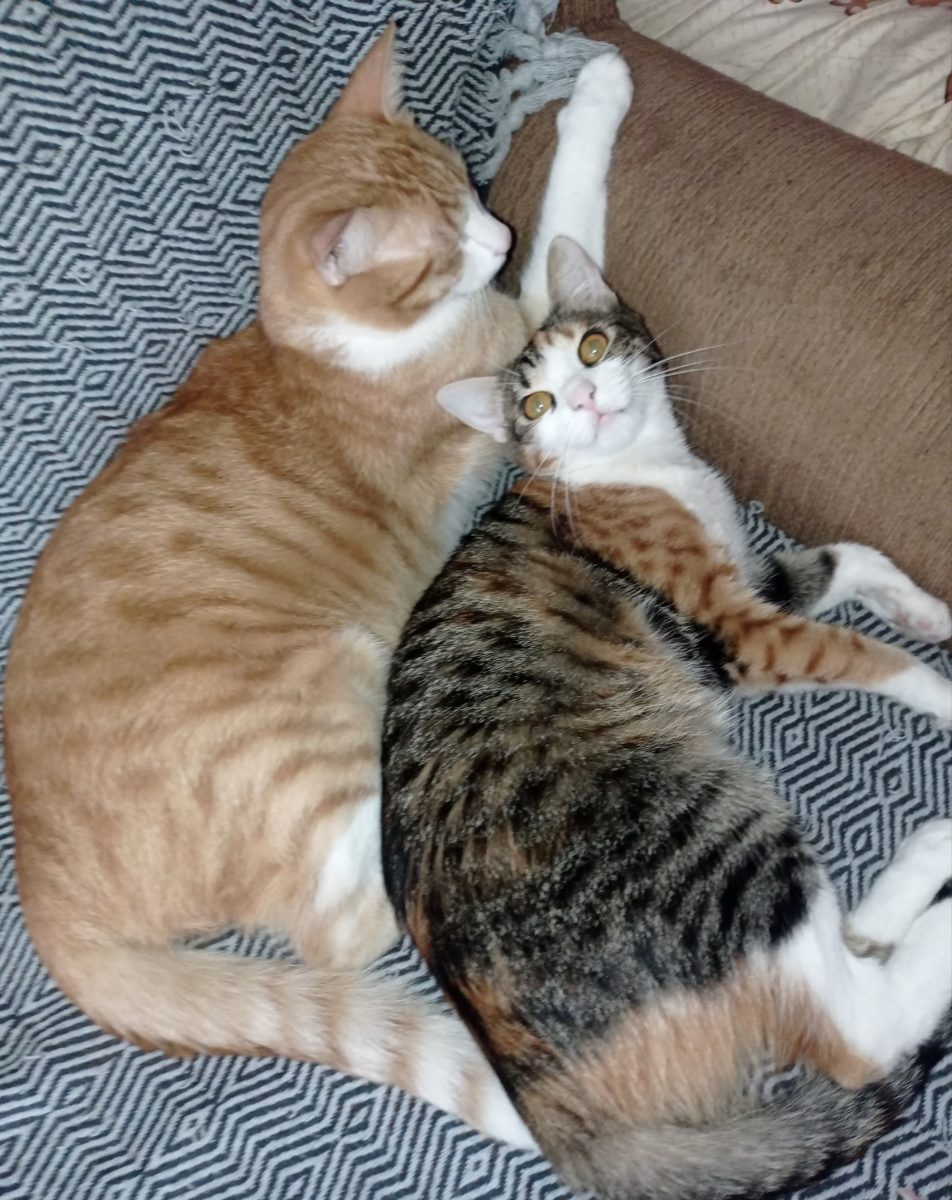 Spre adopție doua pisicute