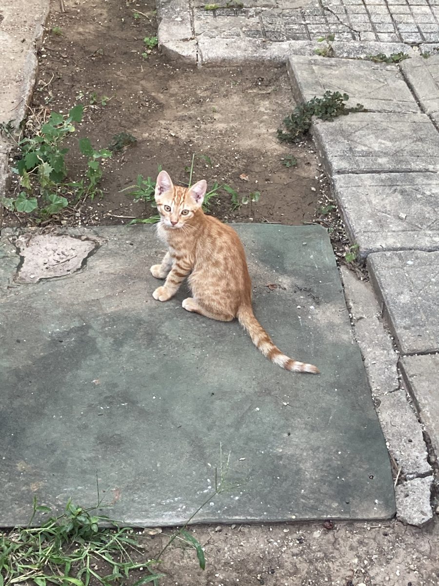 Joe pentru adoptie
