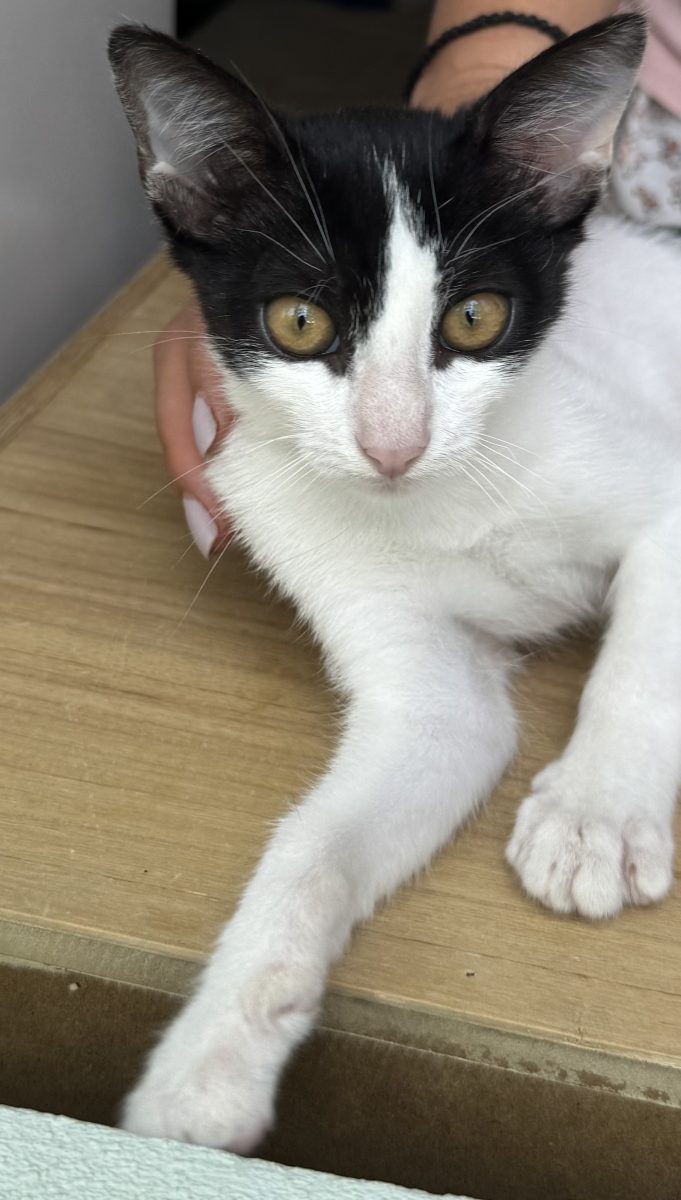 Motanel spre adoptie urgent!