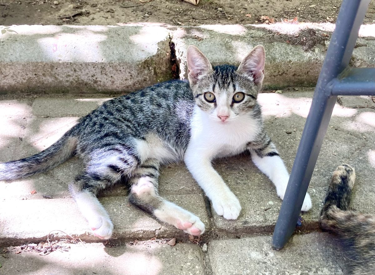 Minnie pentru adoptie