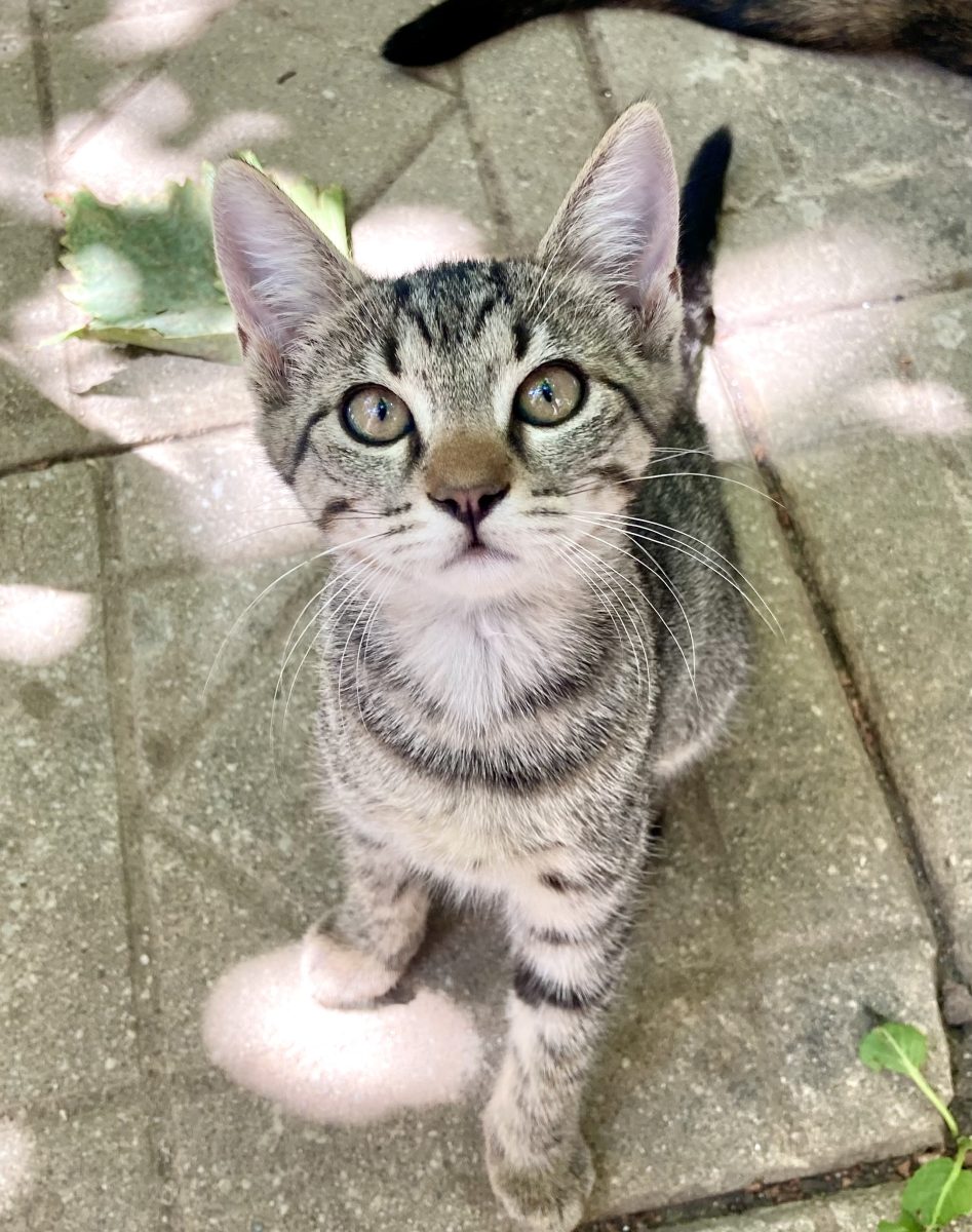 Tigrisoara mica si adorabila pentru adoptie