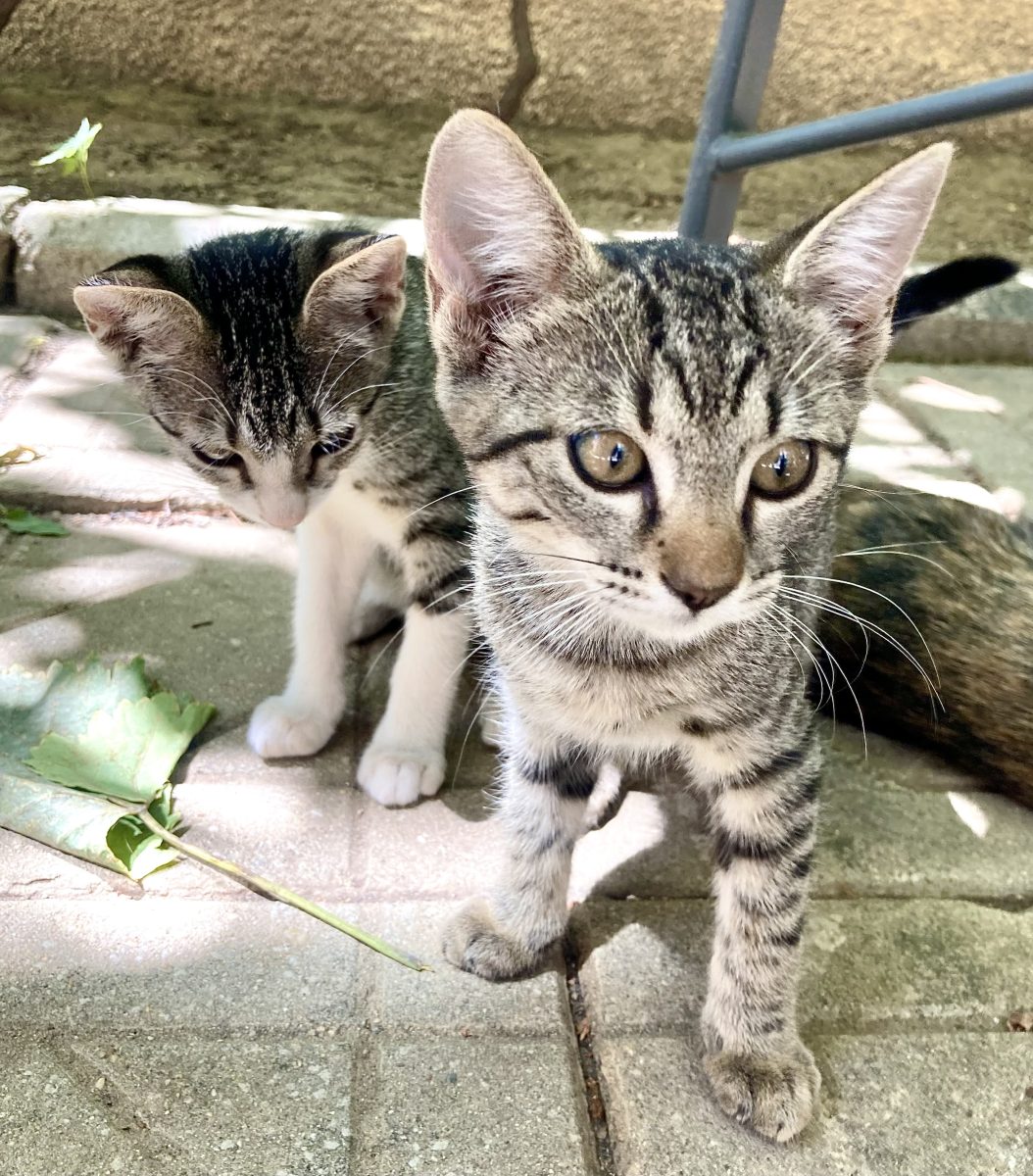 Fetite dragalase pentru adoptie