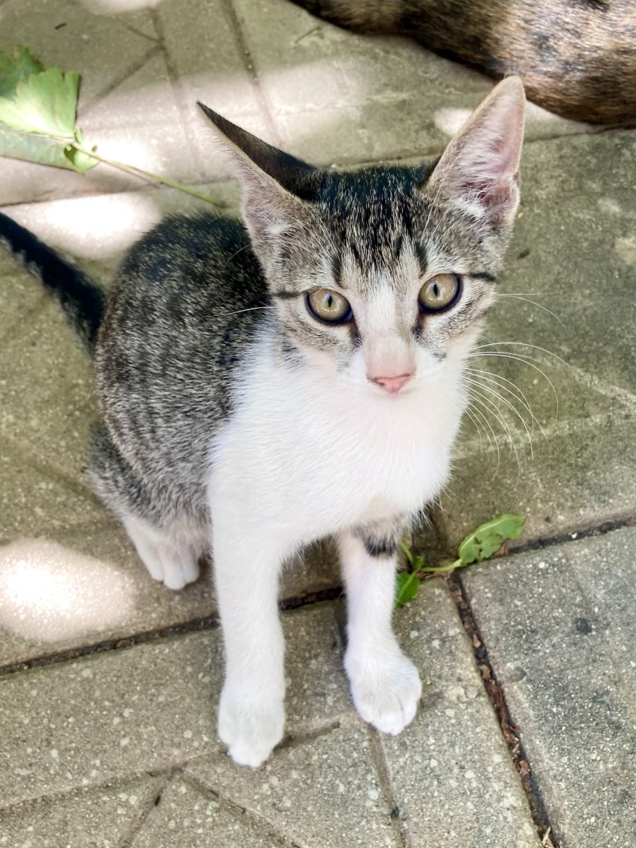 Minnie pentru adoptie