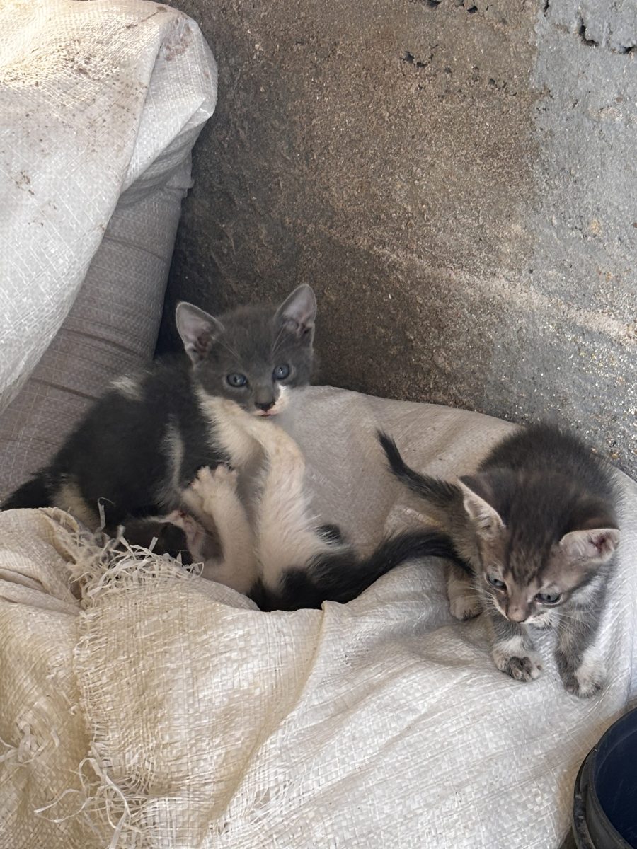 Donez 4 pui de pisică