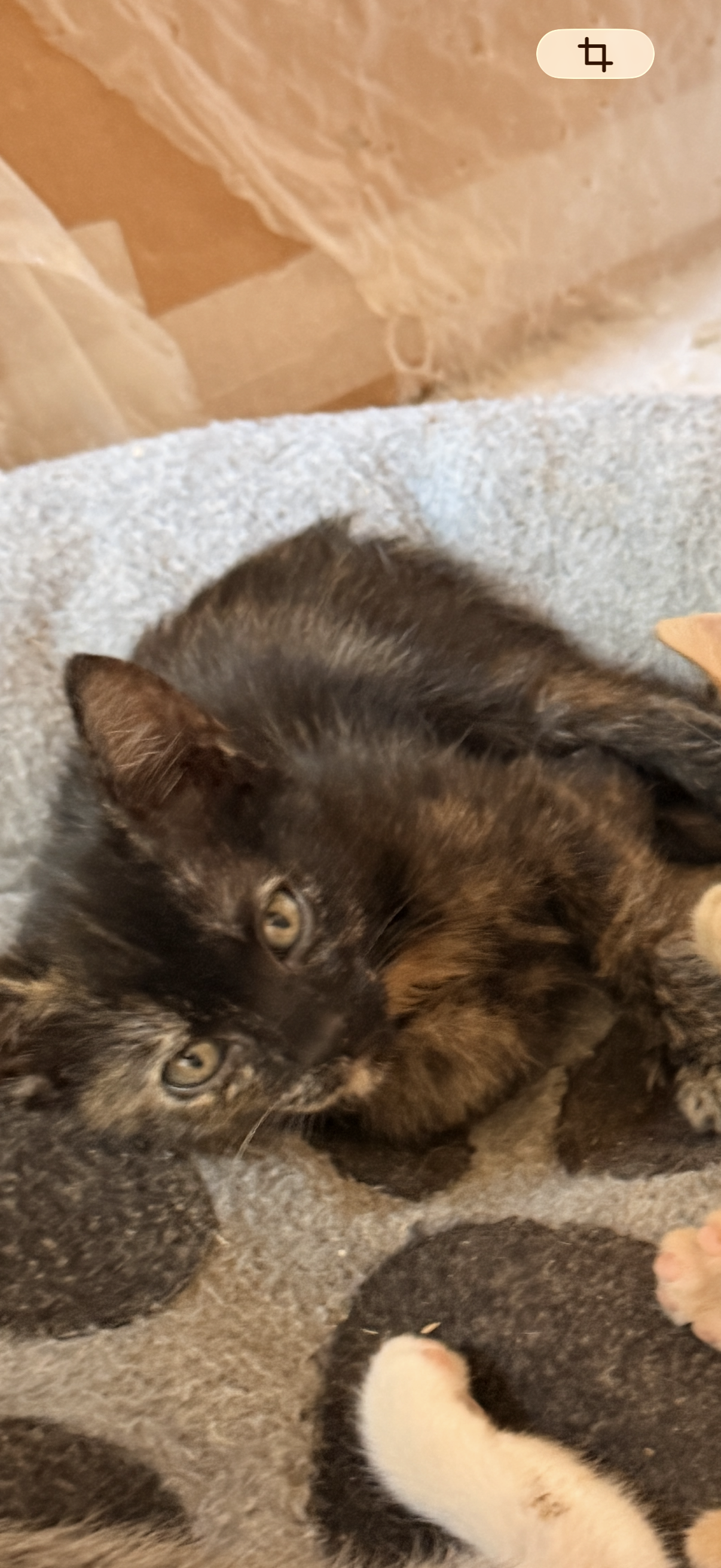 Pisicute de adoptie