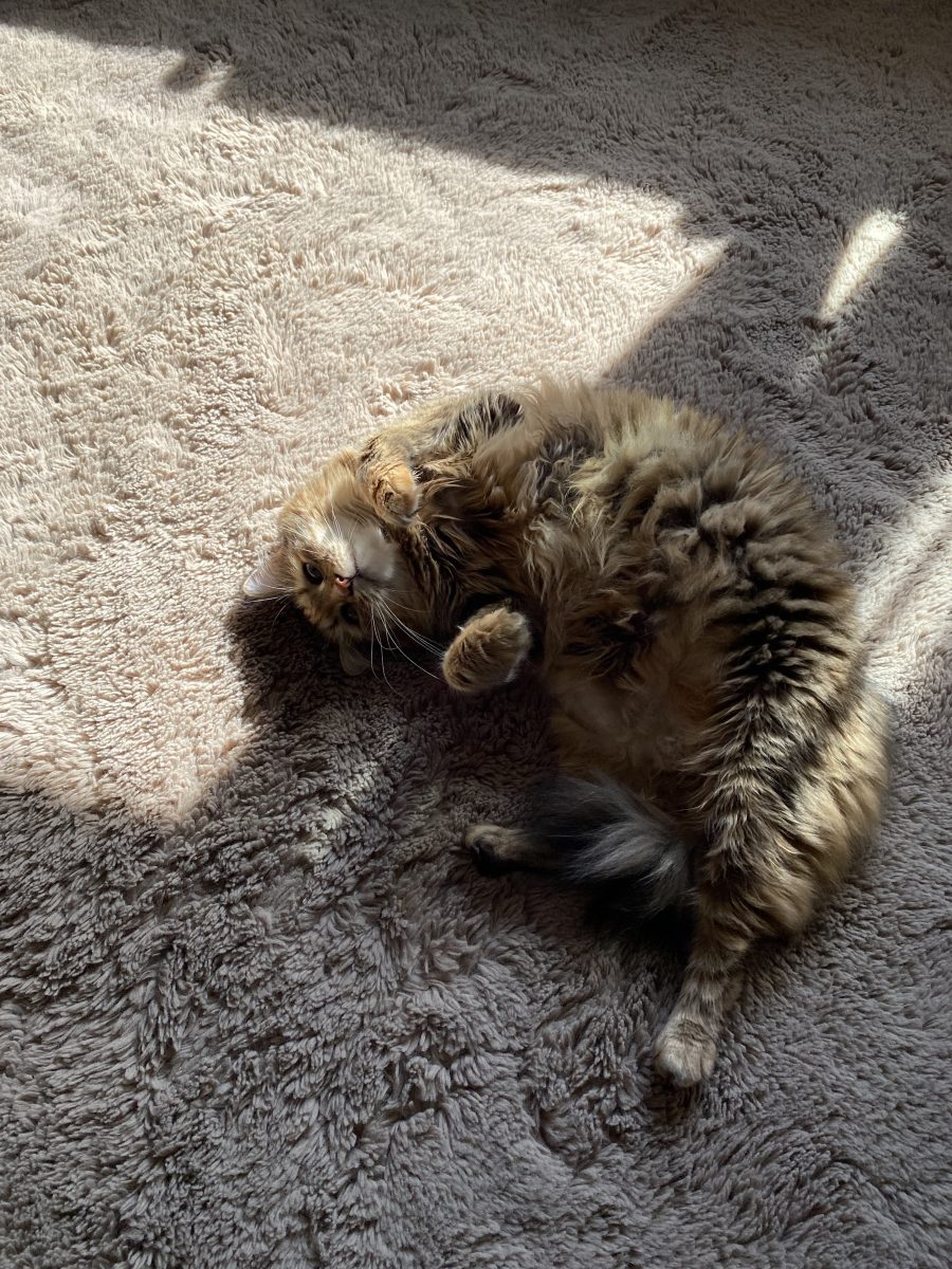 Oferim spre adoptie o pisica extraordinara!