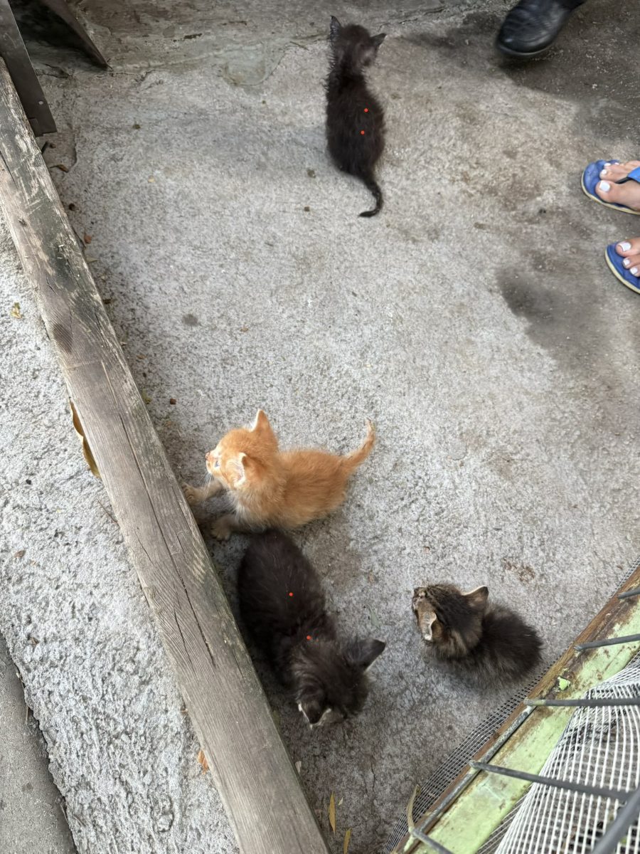 Pisici pentru adoptie – bucuresti