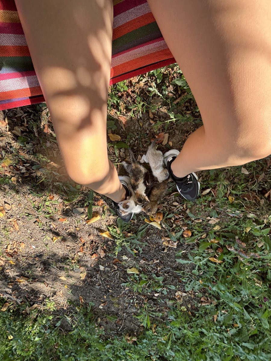 Spre adopție 4 pisicuțe