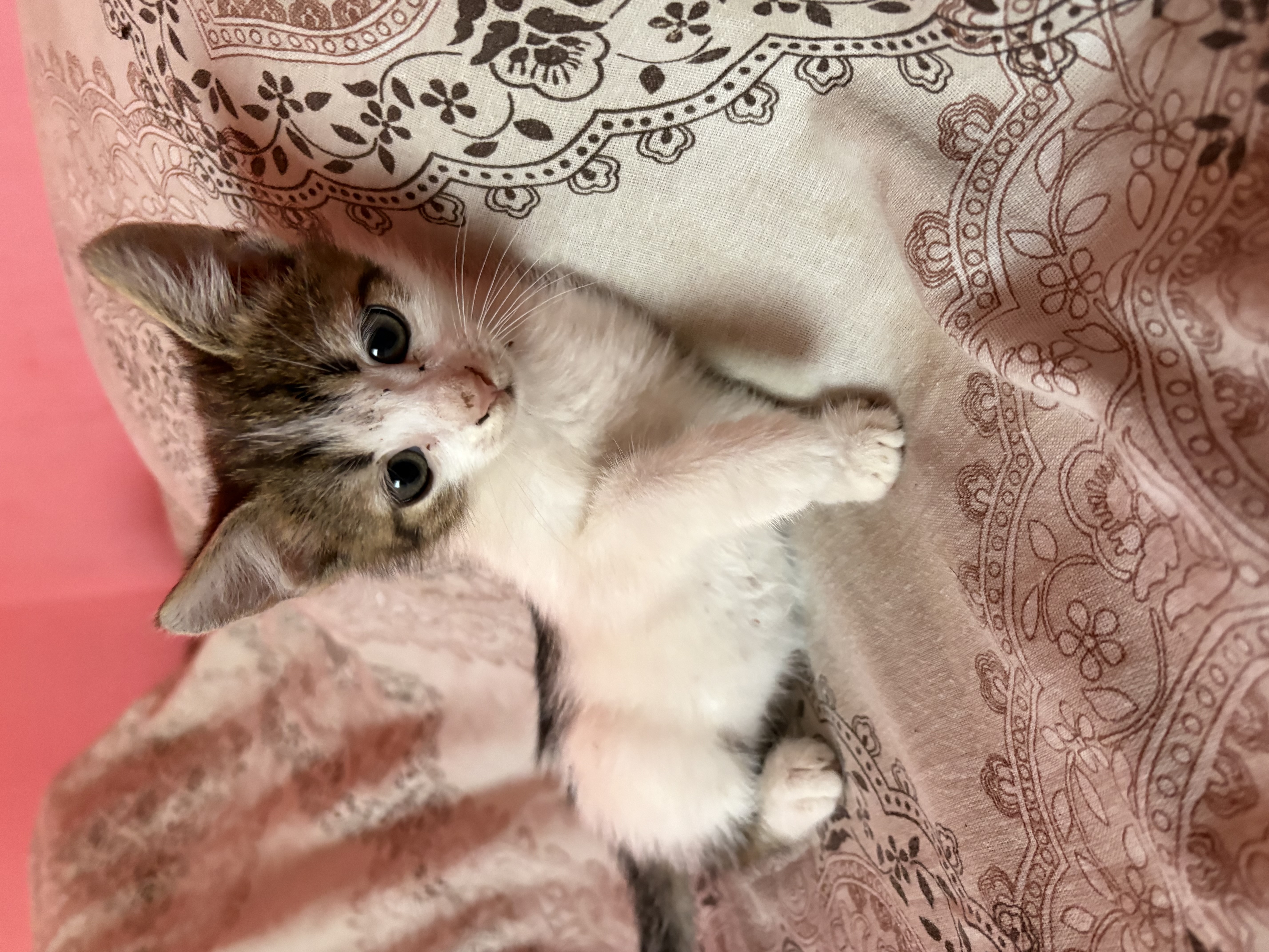 Pisoi spre adopție!