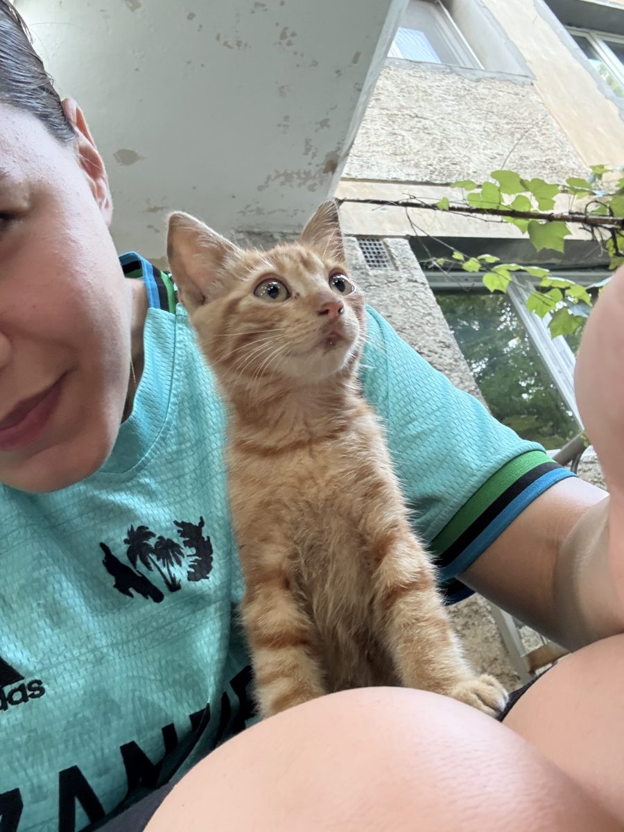 Urgent! ADOPTIE sau foster motanel 2 luni
