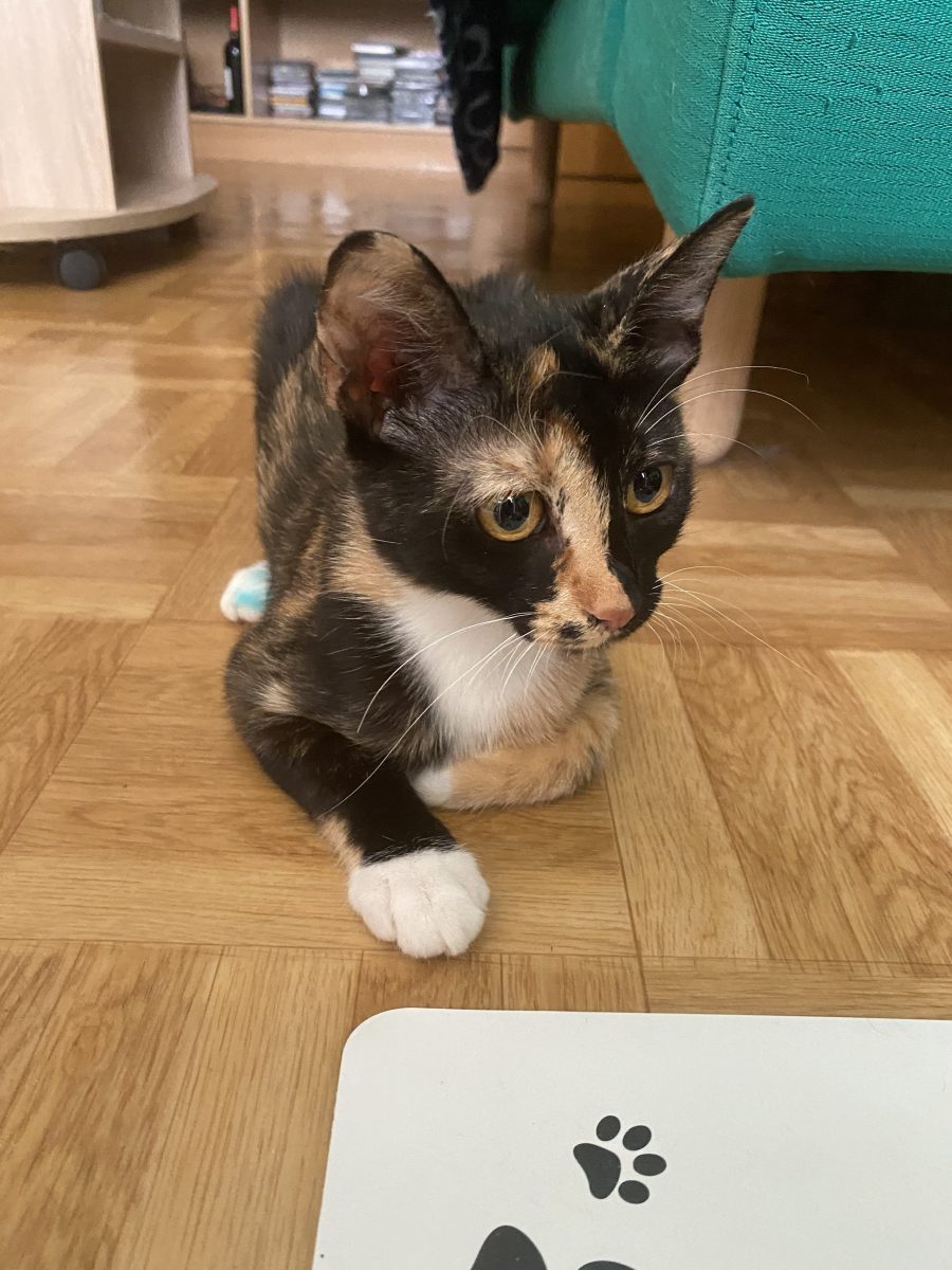 Tortie