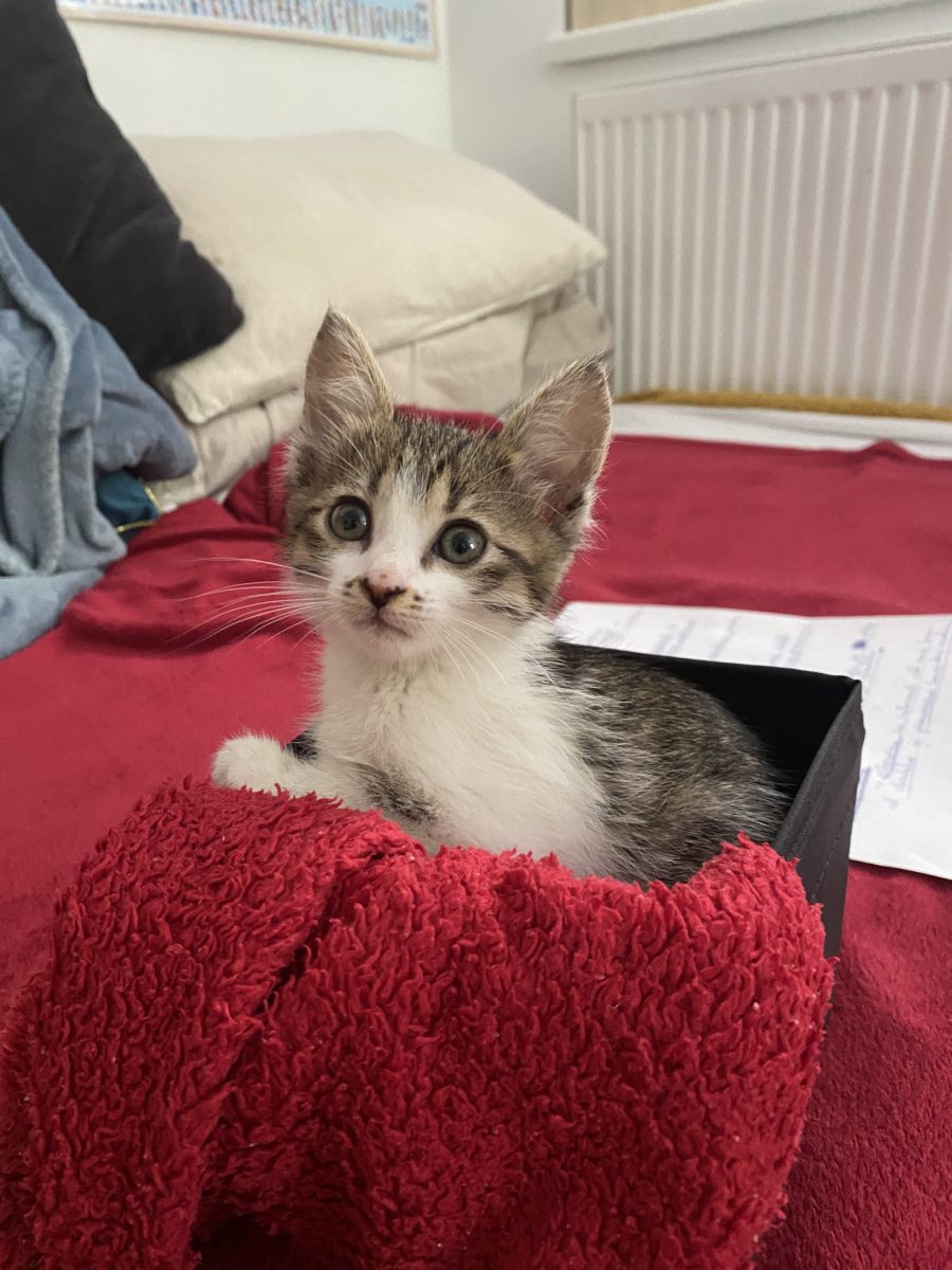 Adopție puiut