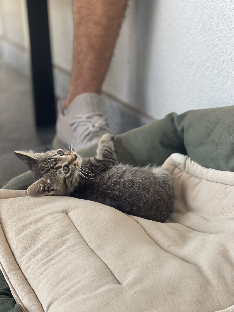 Adopție pisică