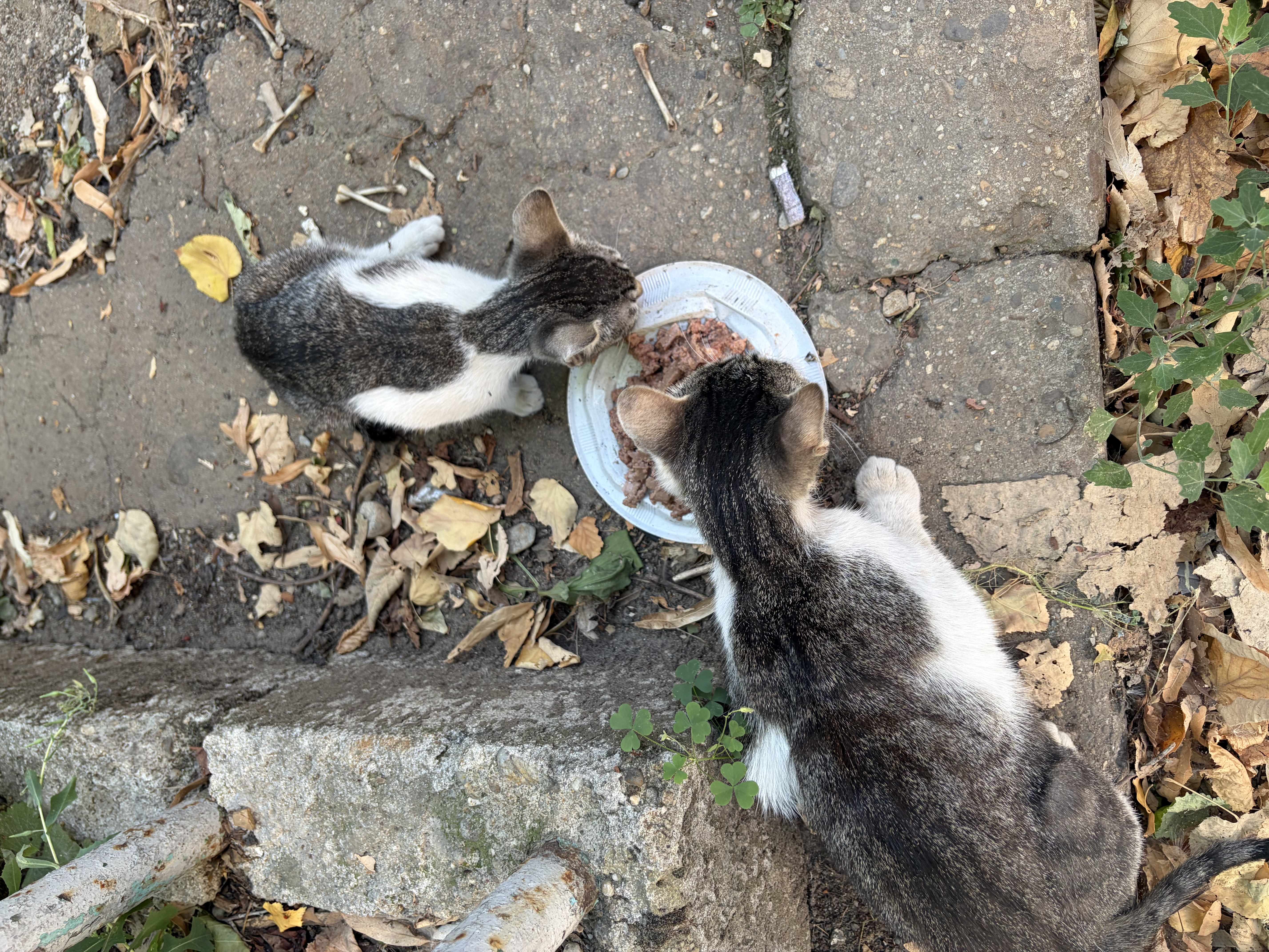 Cautam adoptie urgent