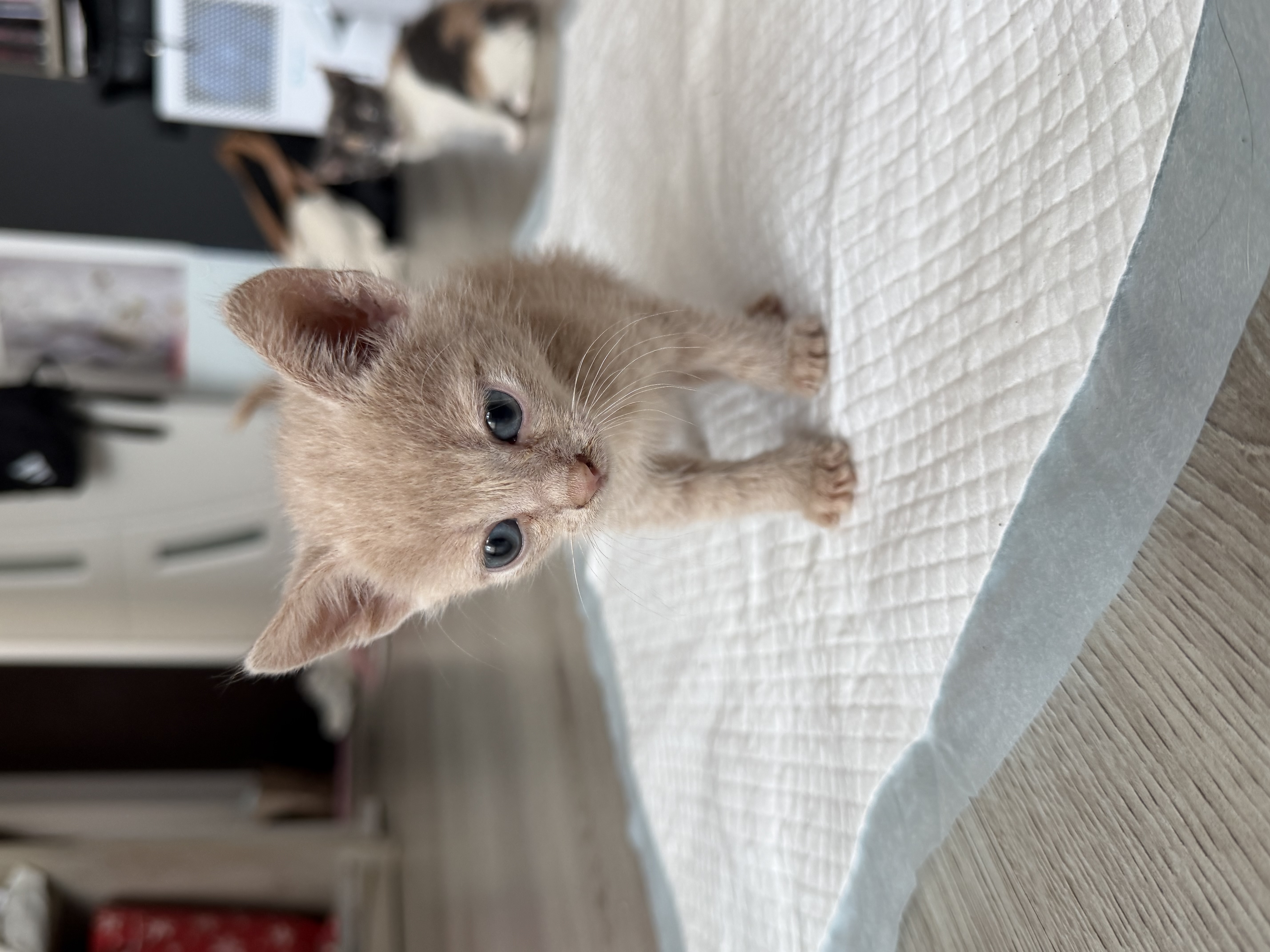 Adopție 3 pisici