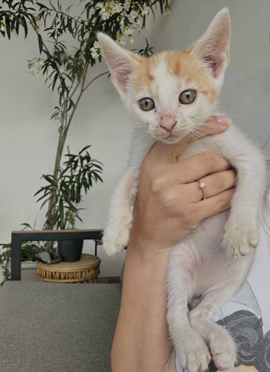 Pisicute spre adopție