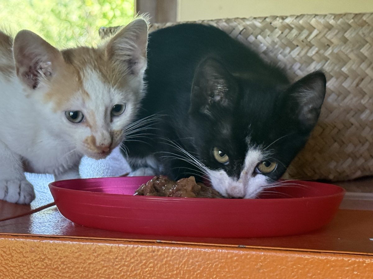 🐾 Două ghemotoace de iubire își caută oamenii mari❤️