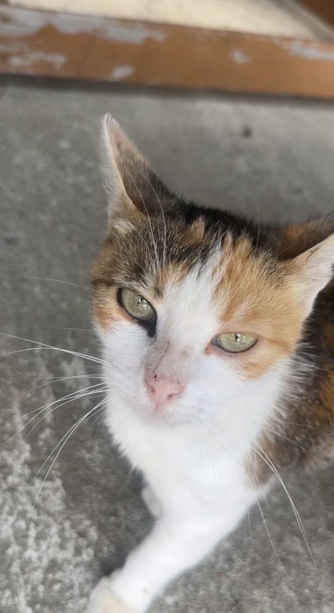 Pisica spre adopție responsabilă 🙏🏻