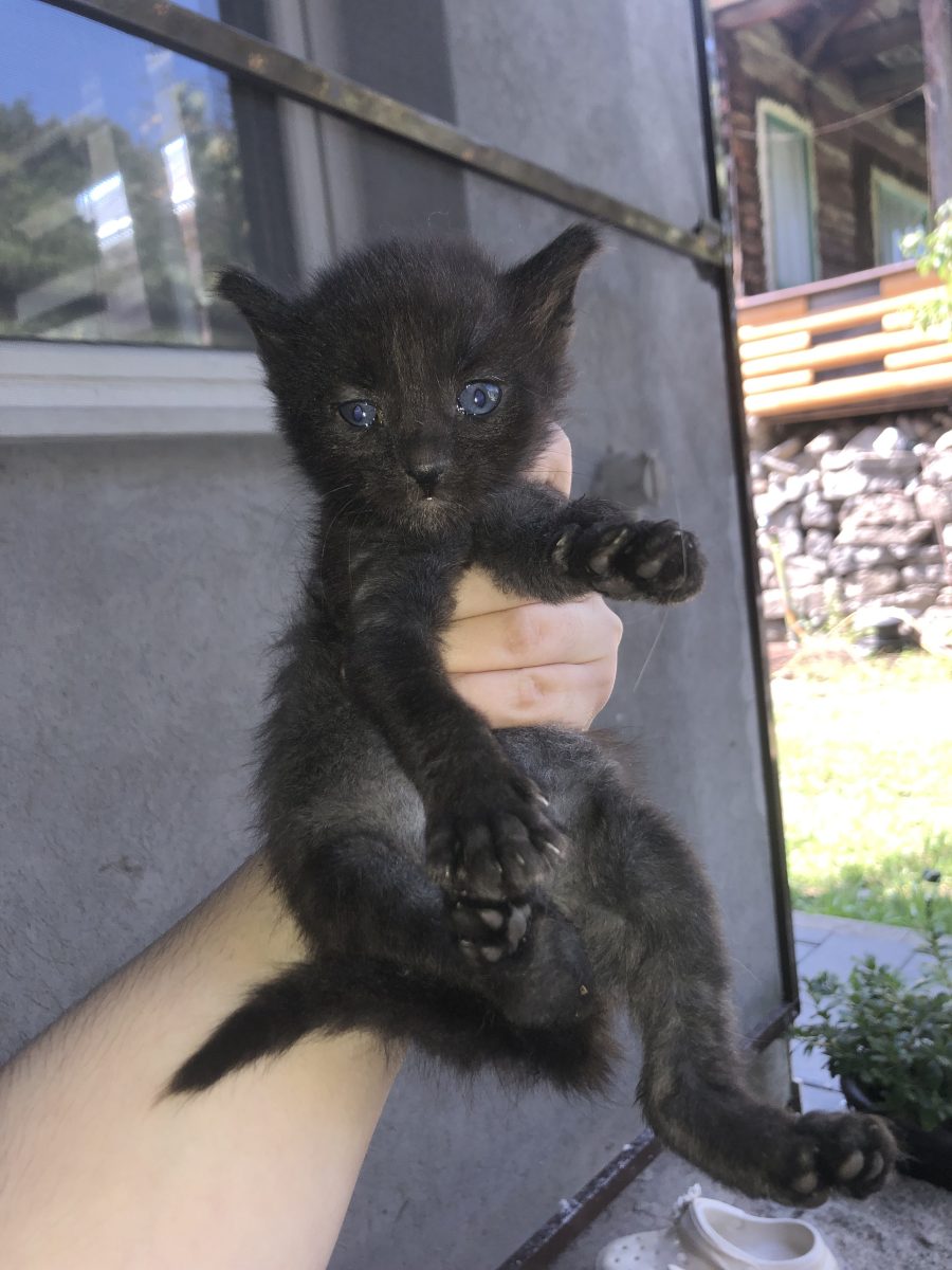 Motănei spre adopție