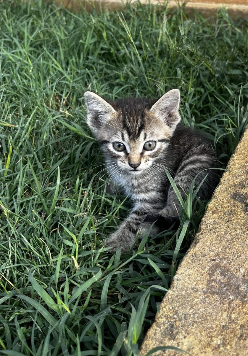 Pisicuti spre adoptie