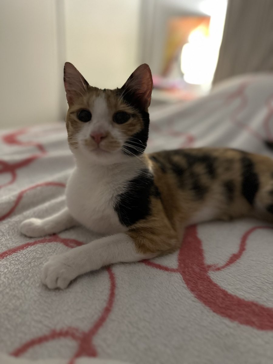Hei! Eu sunt Kiri, o 🐱colorată