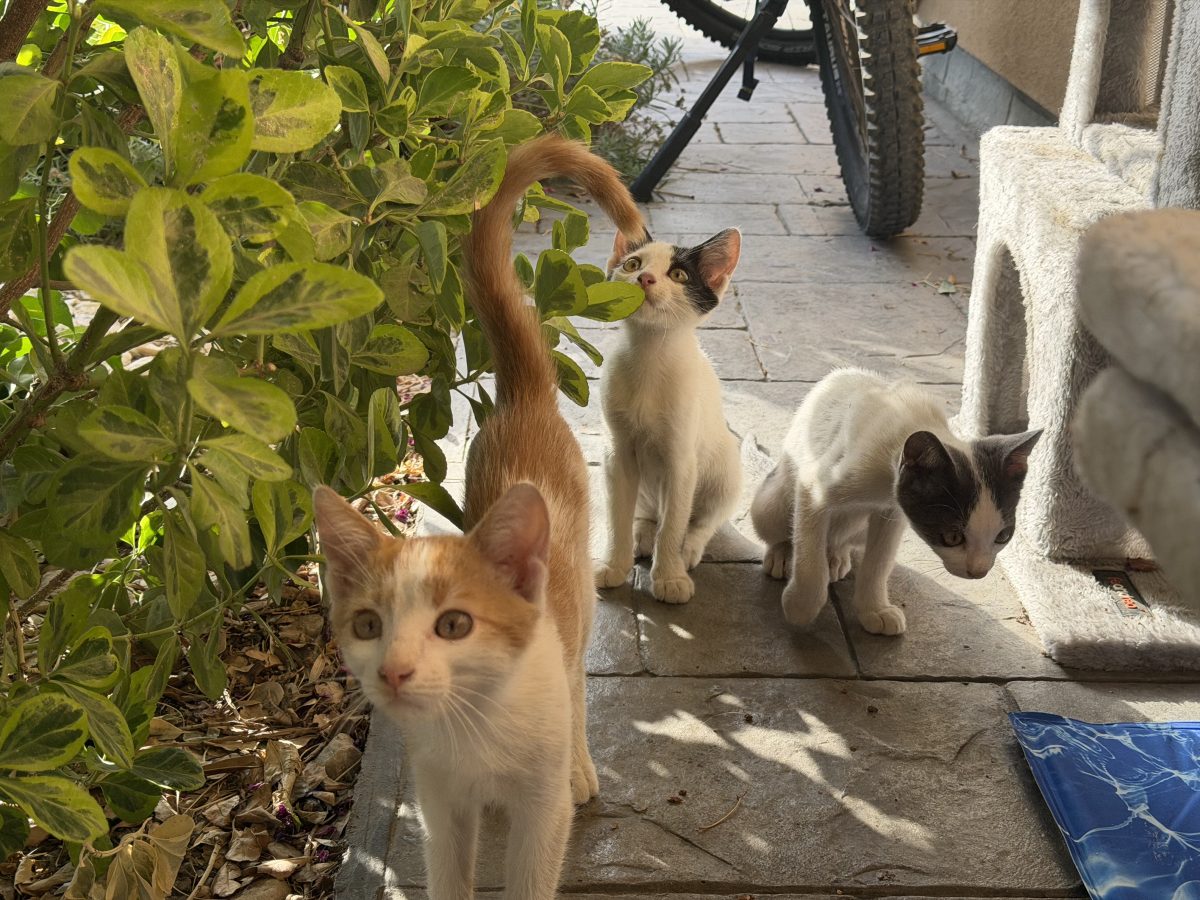 Adoptie  trei puiuti de pisica