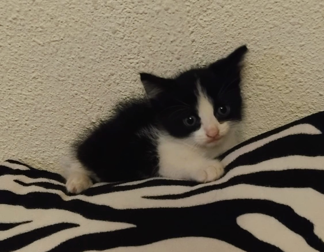 Pisicuta metis Bombay cu Angora pui