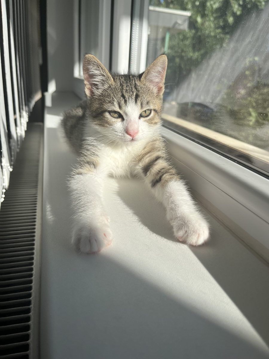 Adopție pisicuță- URGENT