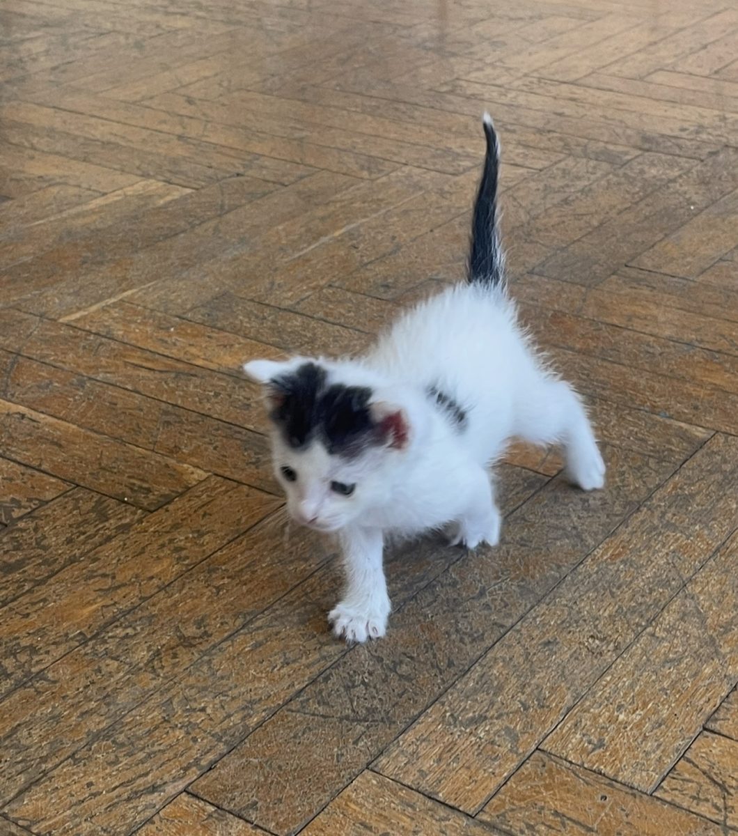 🐾 Caut o familie pentru un băiețel care merită să crească iubit