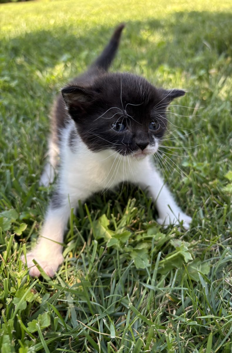 🐱 Doi pisoiași adorabili își caută o familie iubitoare! ❤️
