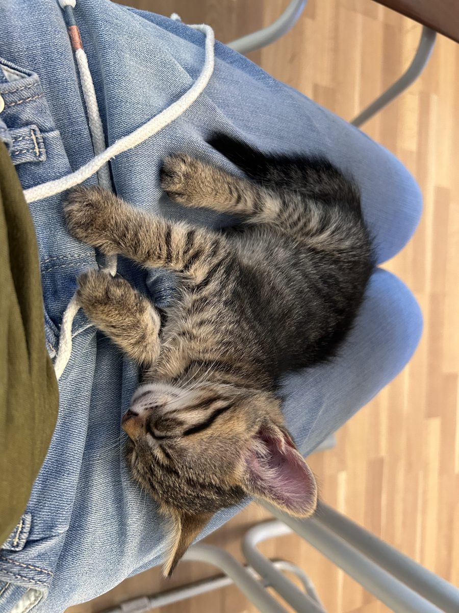 🐾 CAUTAM FAMILIE PENTRU UN MOTANEL DE APROX. 8 SAPTAMANI – BUCURESTI