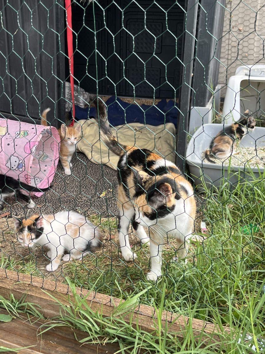 Puiuți de pisică își caută familii iubitoare!