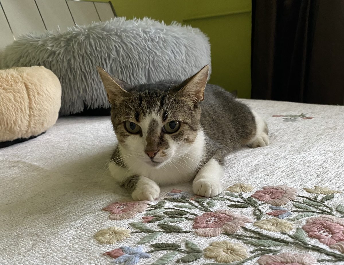Cat de frumoasă trebuie sa fiu sa ma adopți?