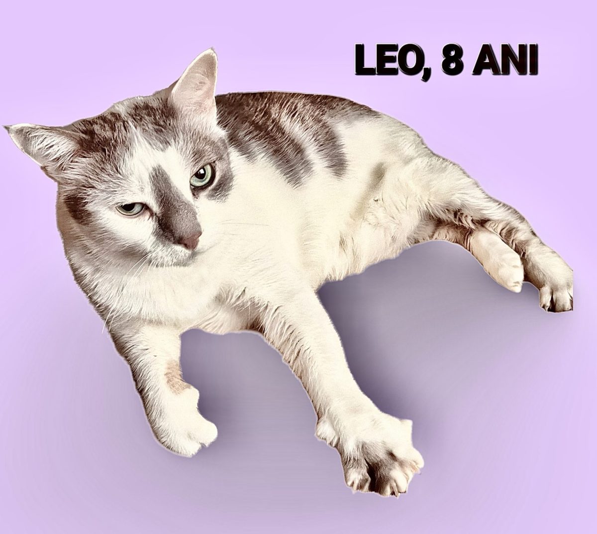 Leo| 8 ani| sterilizat| a murit stăpâna