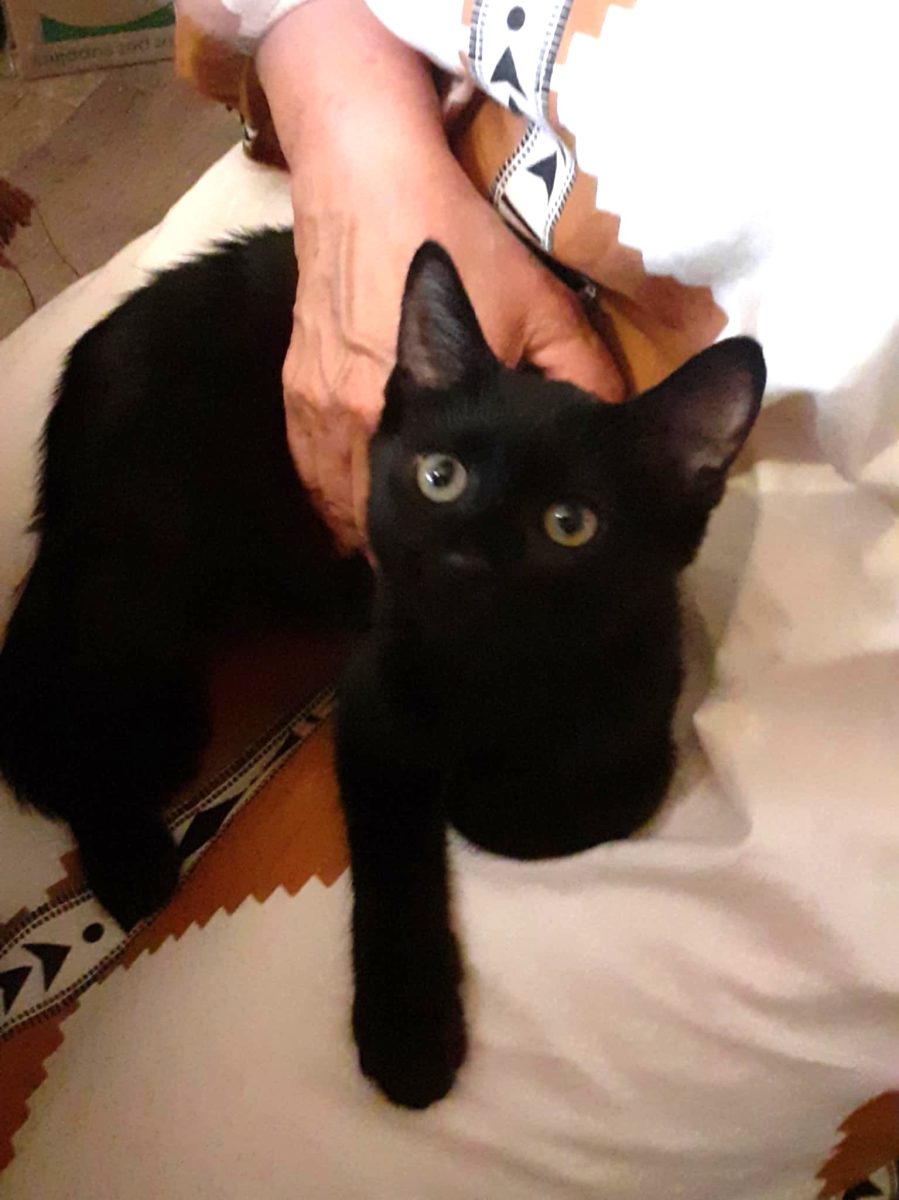 Lucius, un motanel bland si bun; atat de dulce!