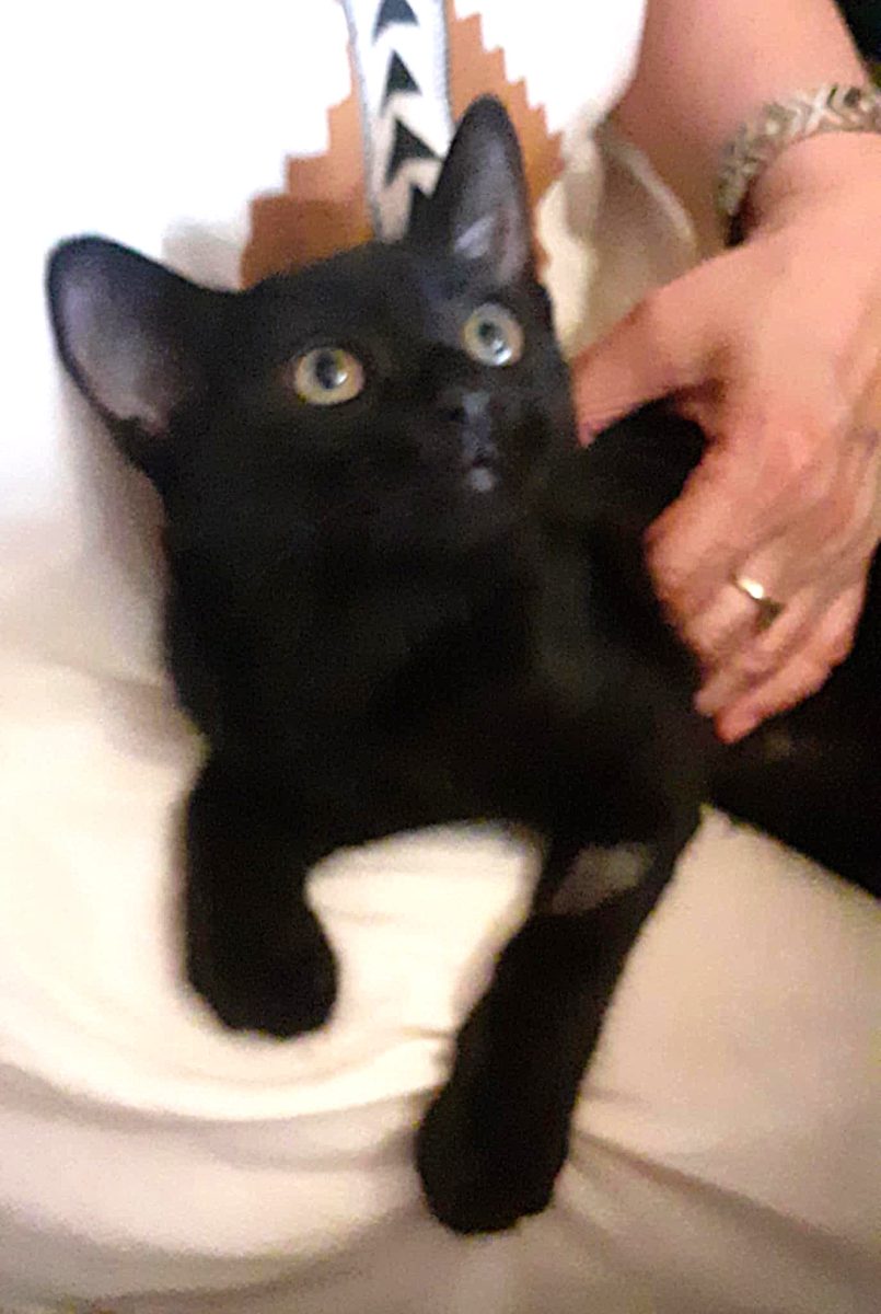 Lucius, un motanel bland si bun; atat de dulce!
